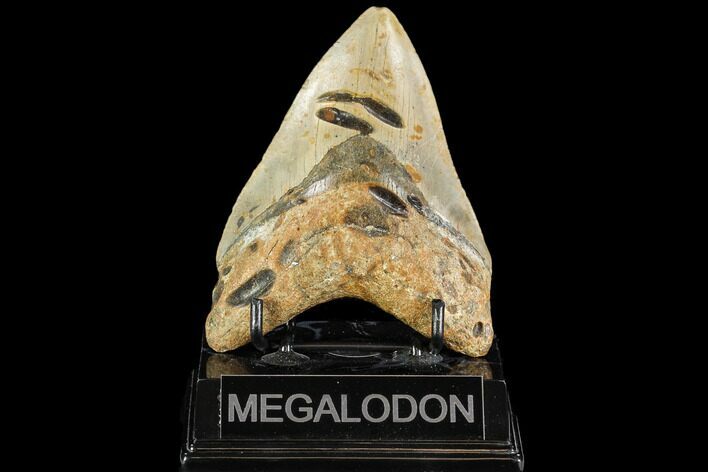 Fossil Megalodon Tooth - North Carolina #109815